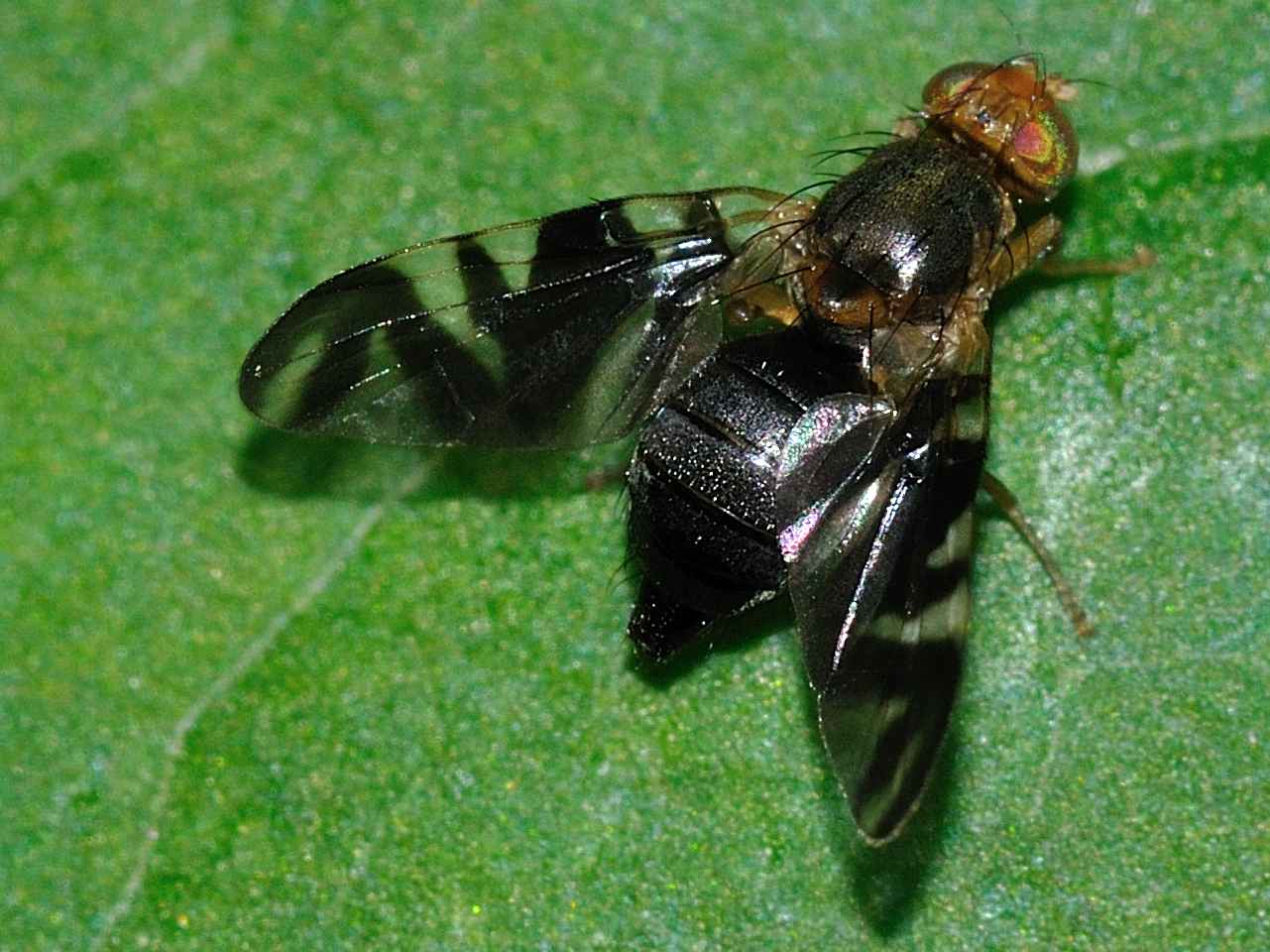 Philophylla caesio